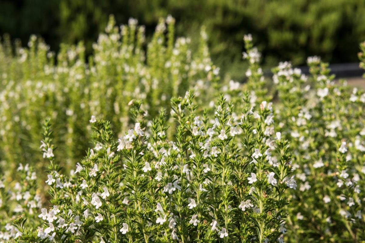 Winter Savory