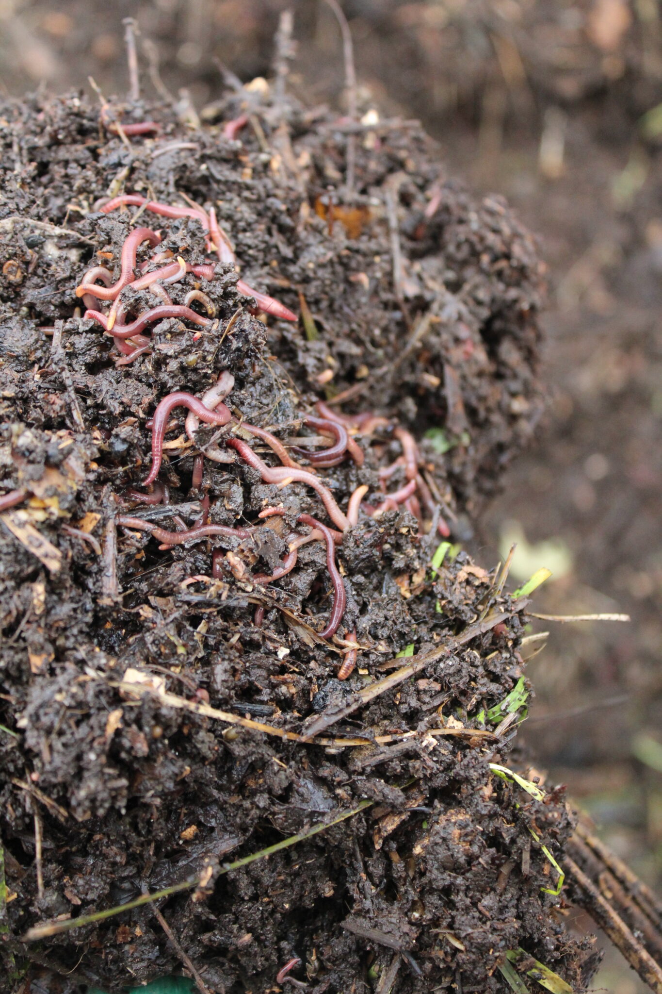 Worms in My Compost Pile
