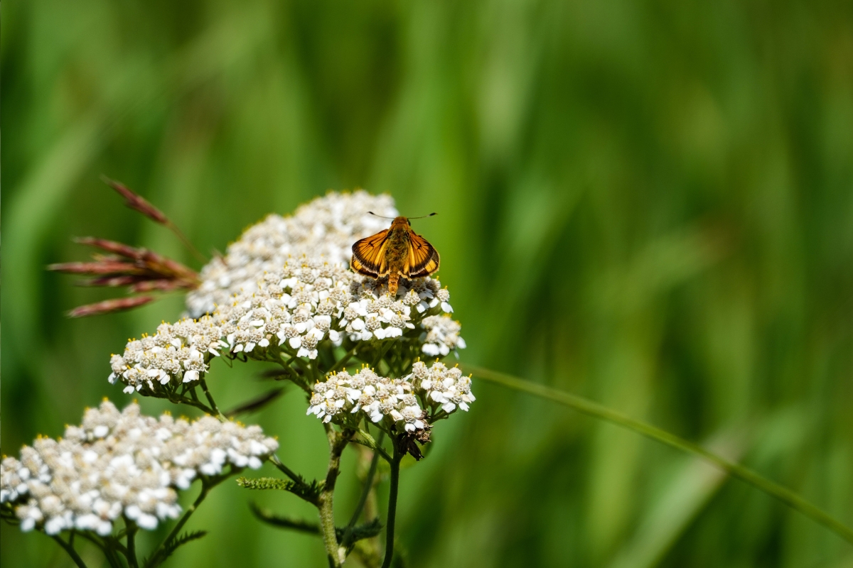 Yarrow Pollinator