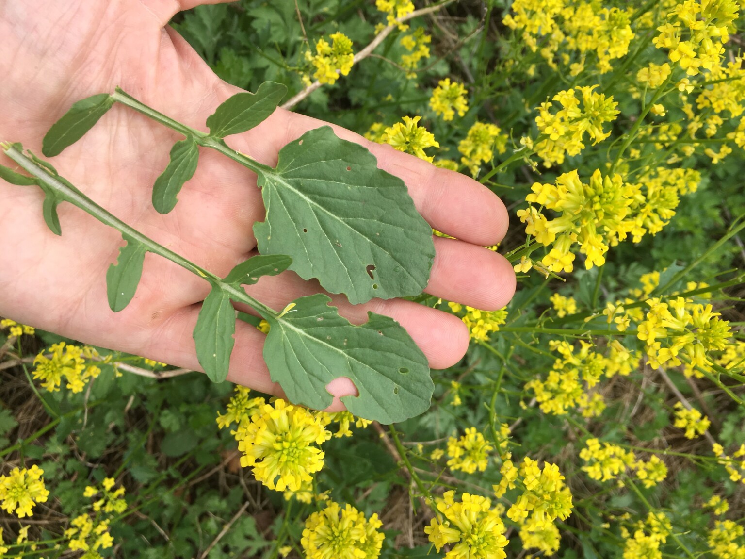 Foraging Wintercress