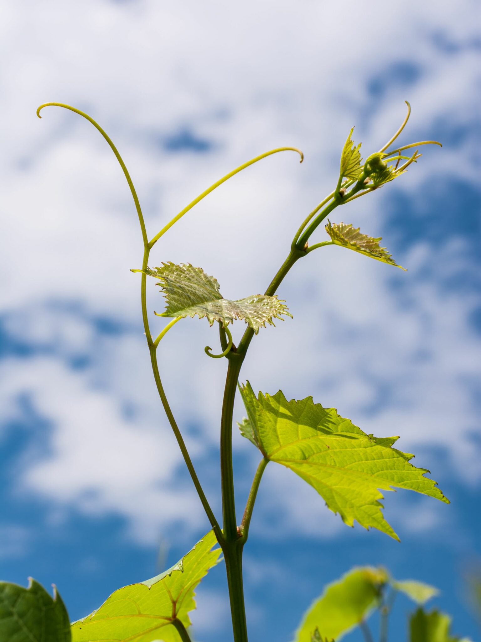 Green Grape Shoot