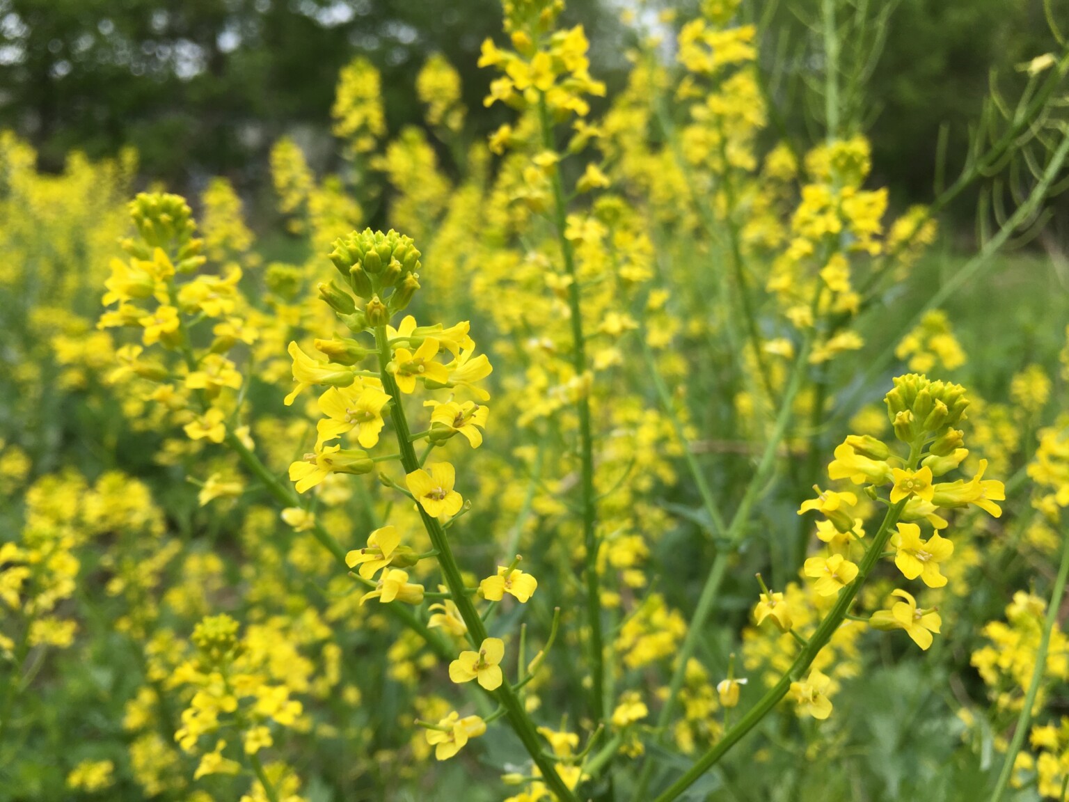 Wintercress Flowers