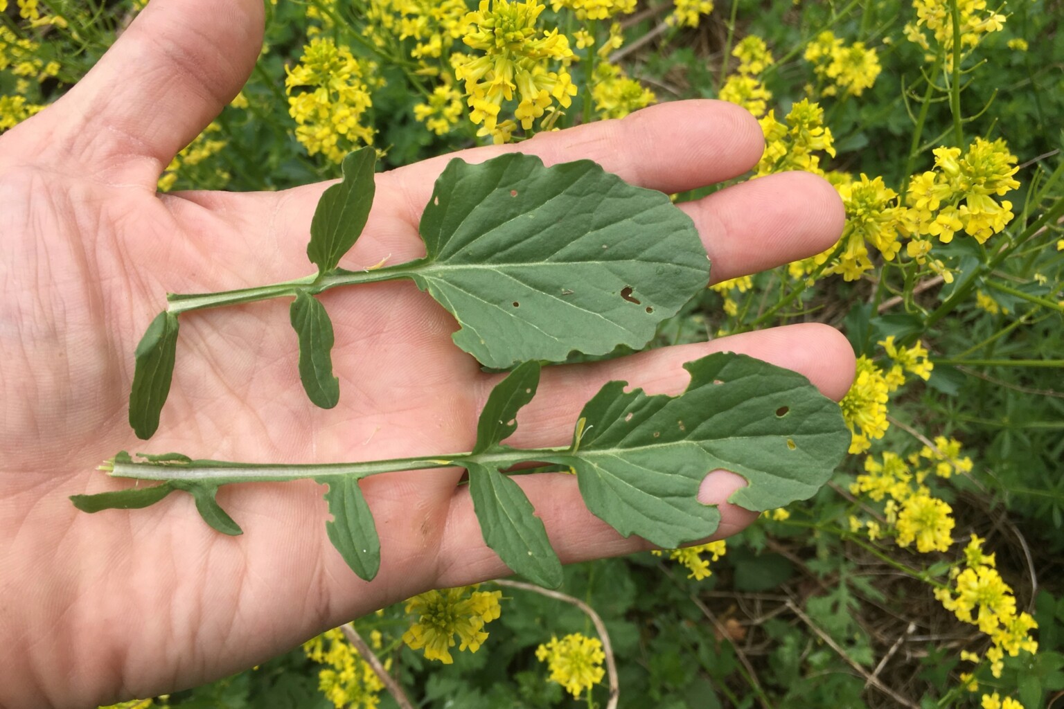 Wintercress Plant Identification