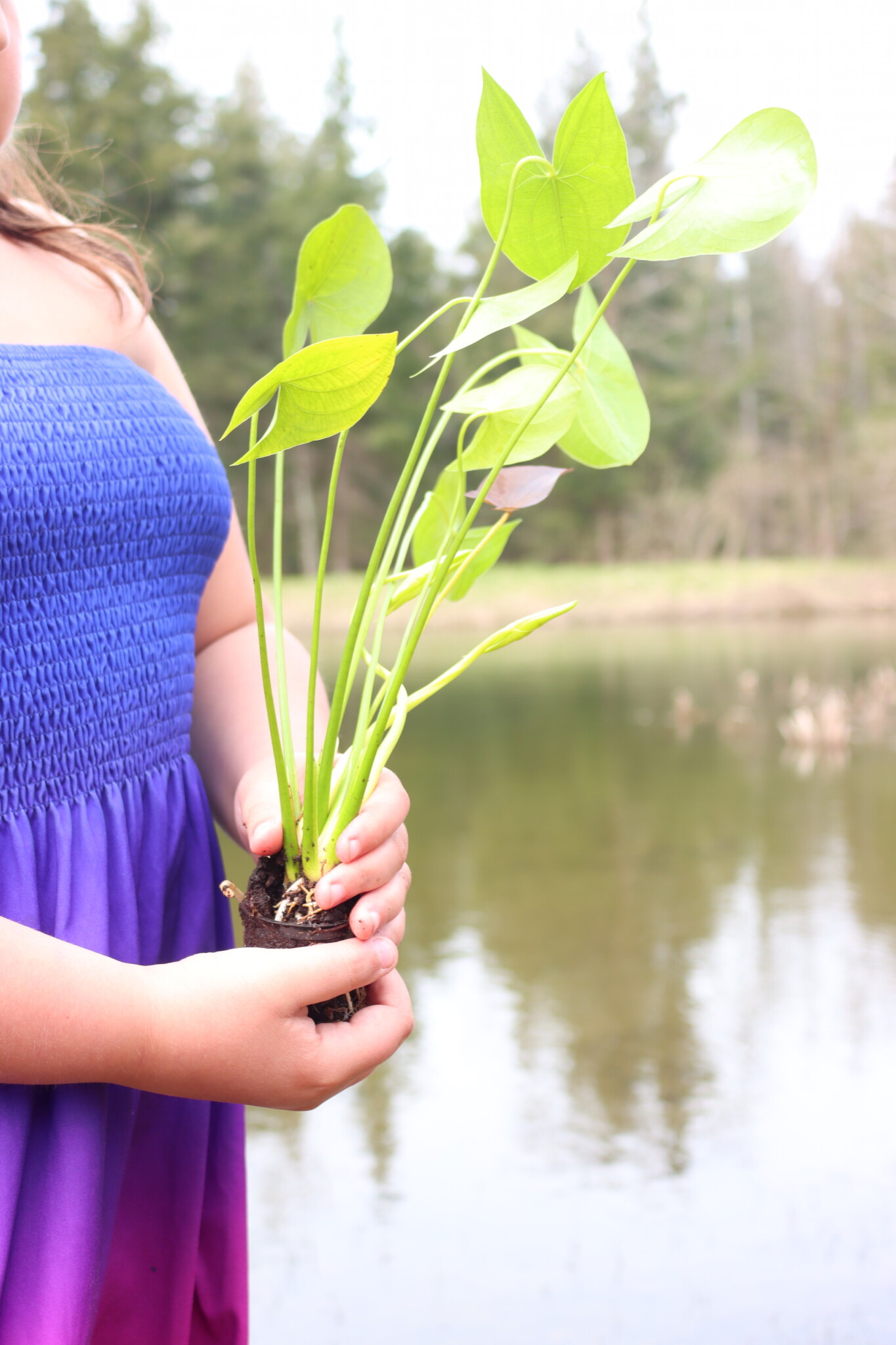 Planting Arrowhead Plants in our Pond