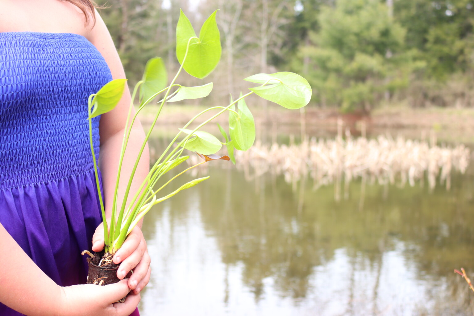 Arrowhead Pond Plants