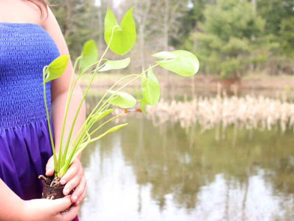 Arrowhead Pond Plants