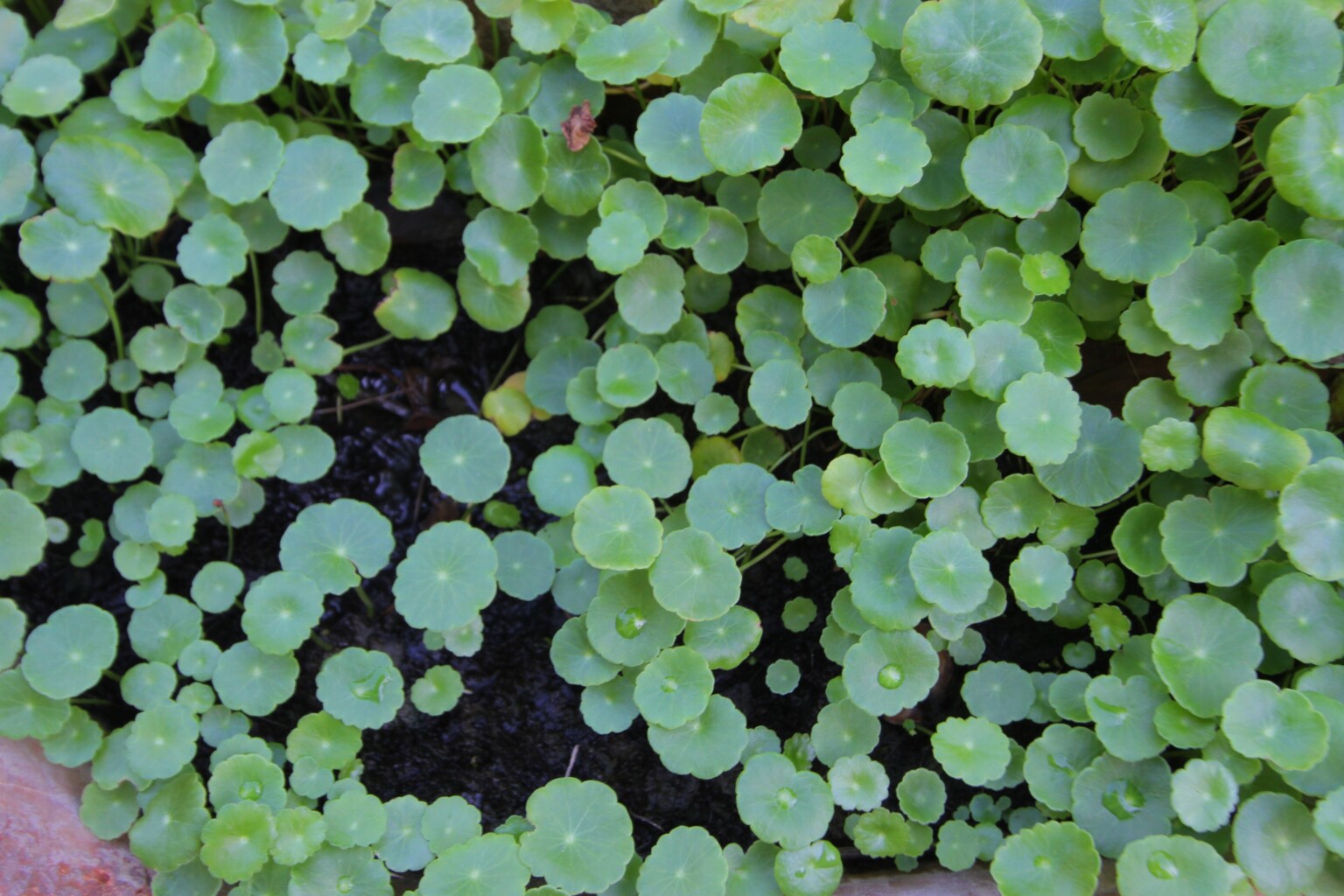 Asiatic Pennywort (Centella asiatica)
