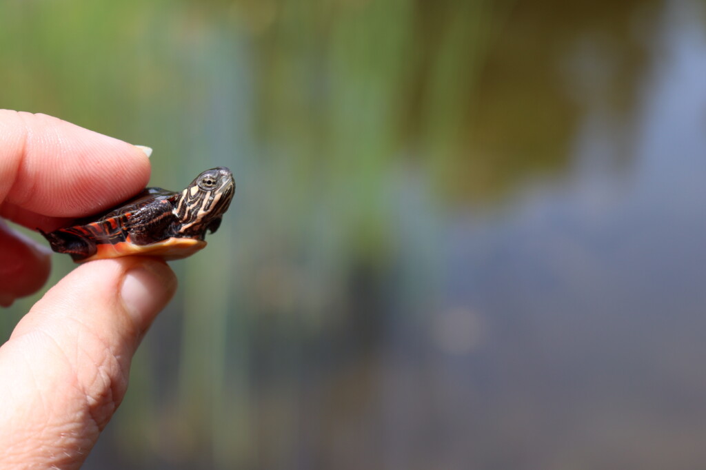 Baby Painted Turtle