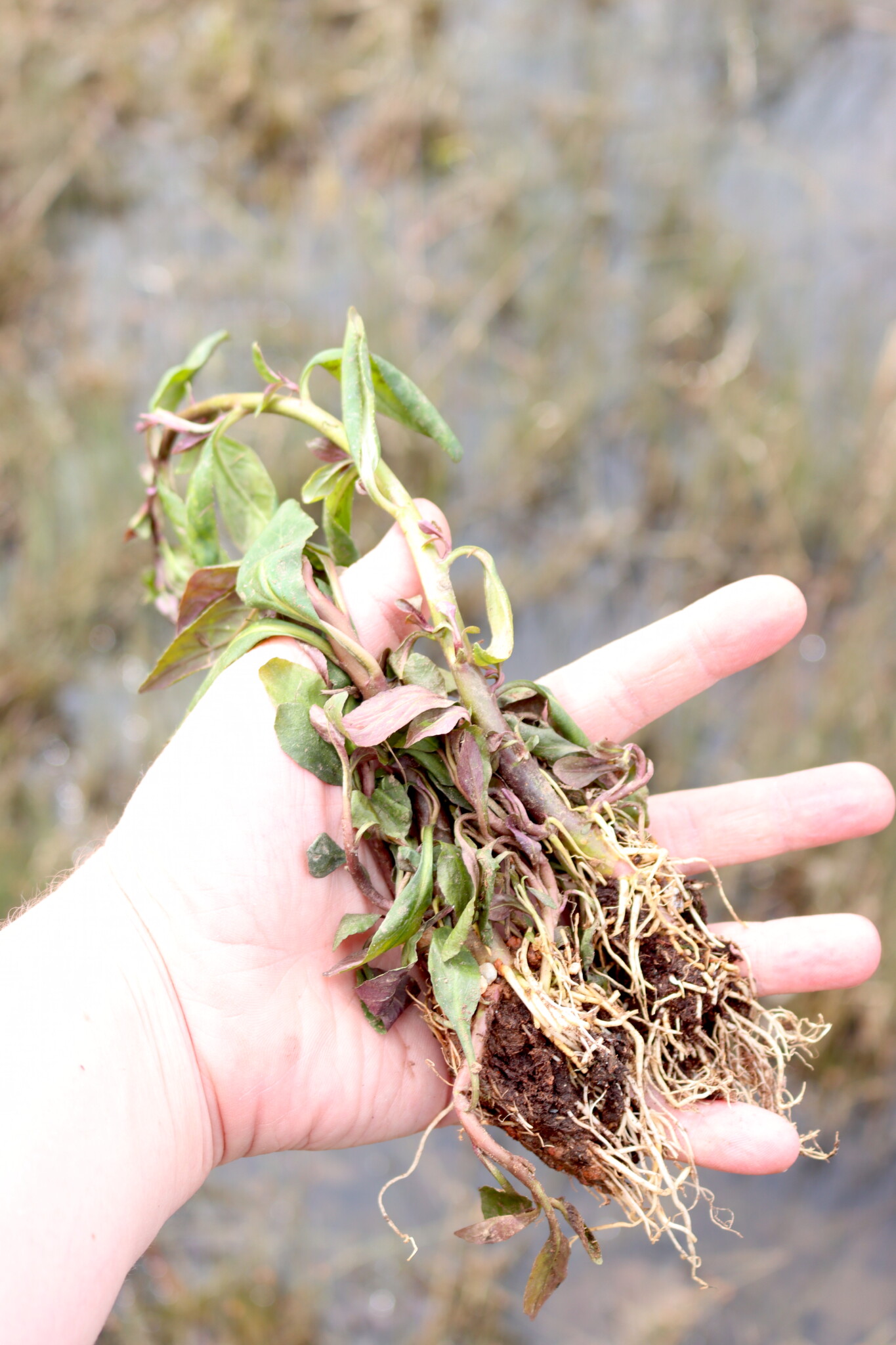 Cardinal Flower Starts