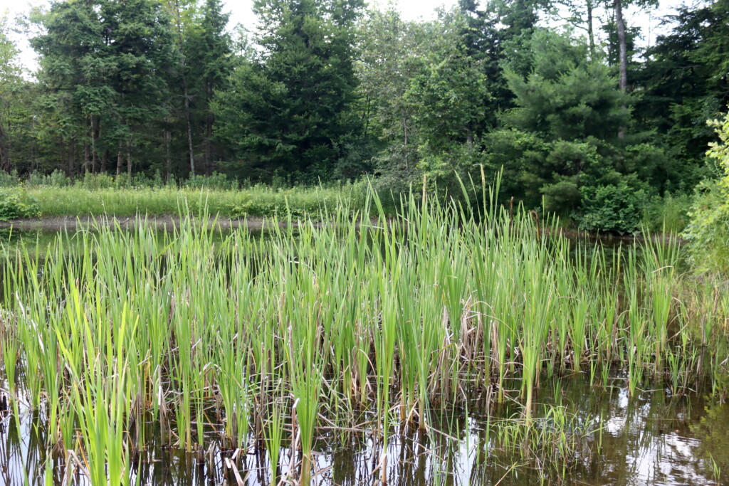 Cattail Patch