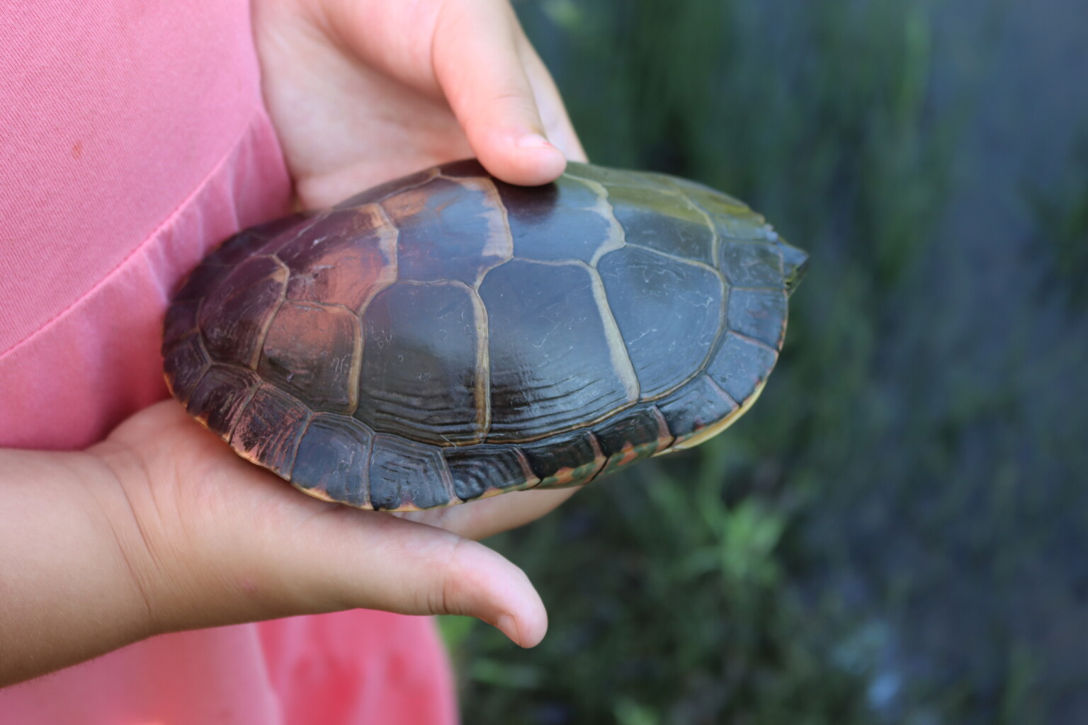 Child Holding Turtle