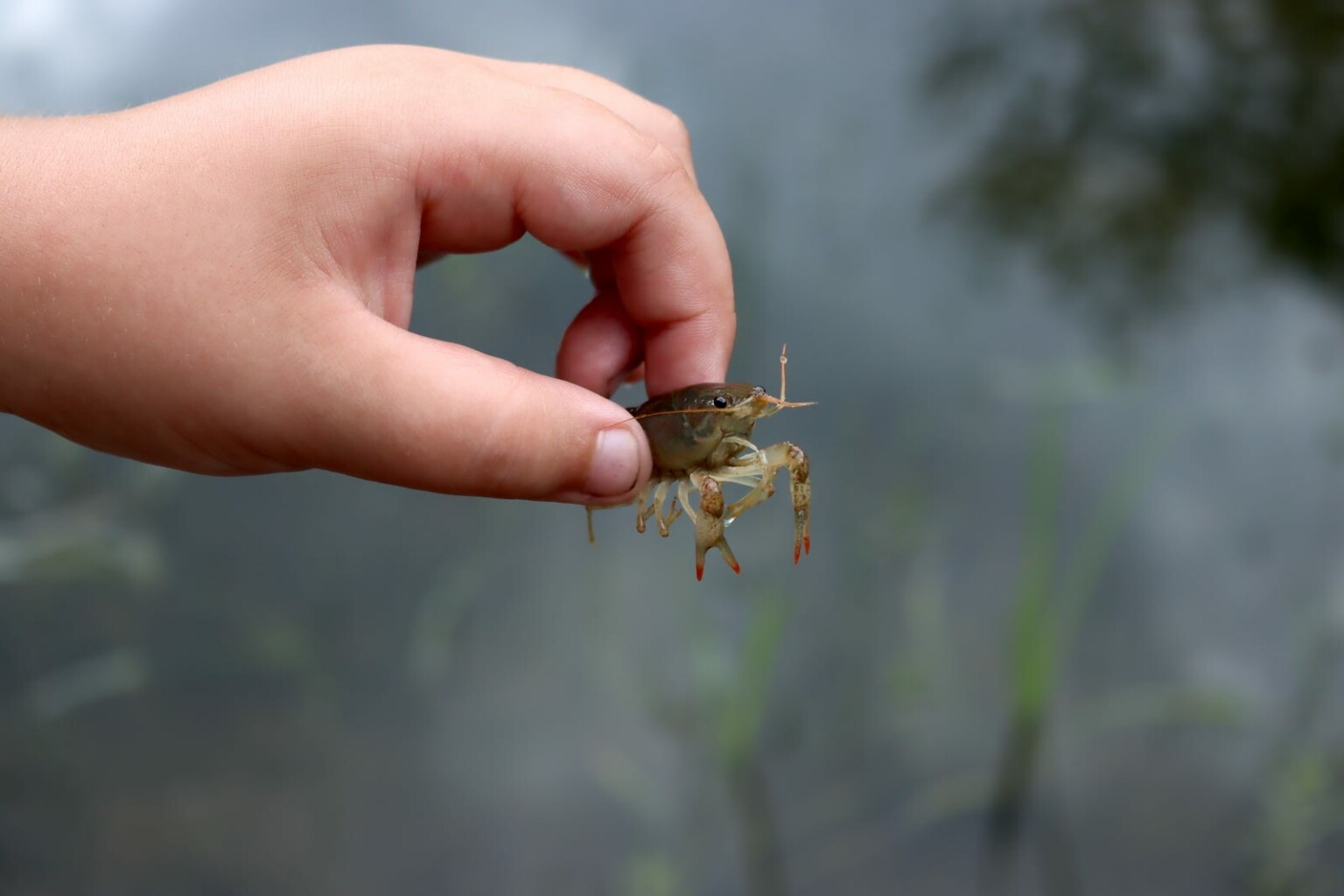 Crayfish