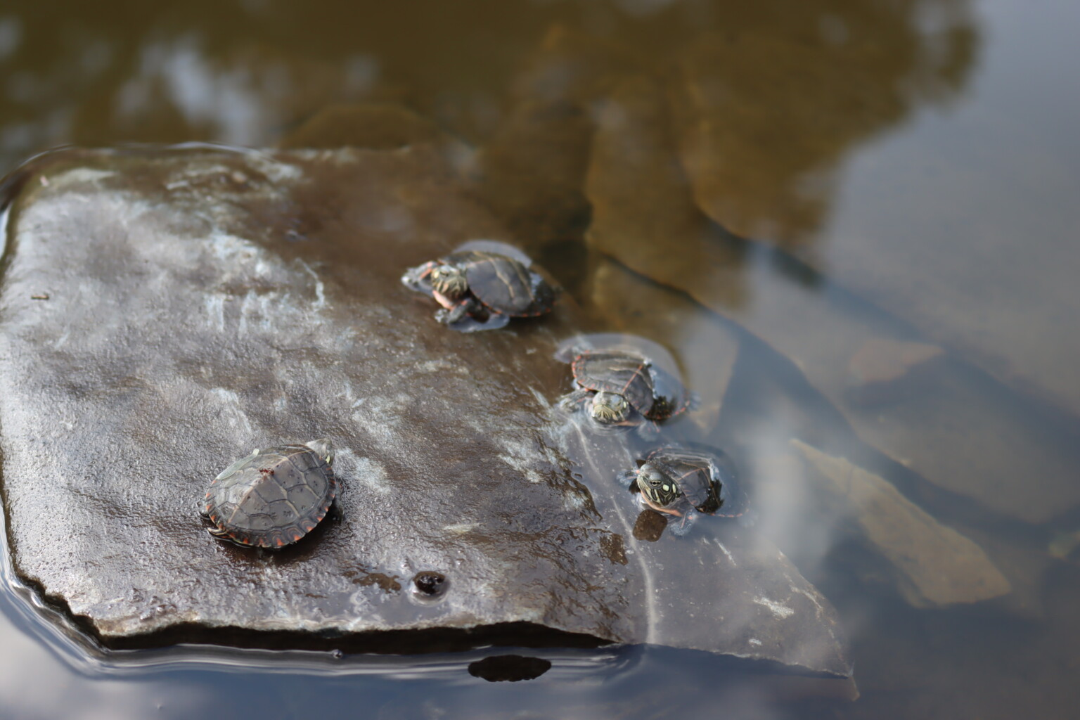 Eastern Painted Turtle