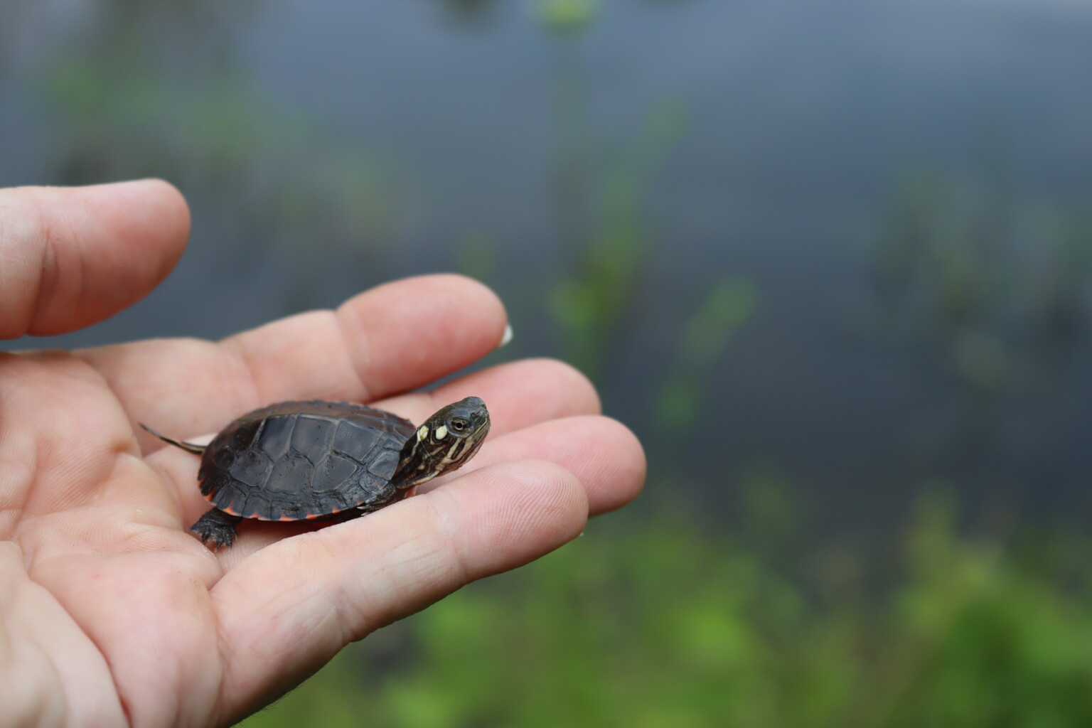 Eastern Painted Turtle