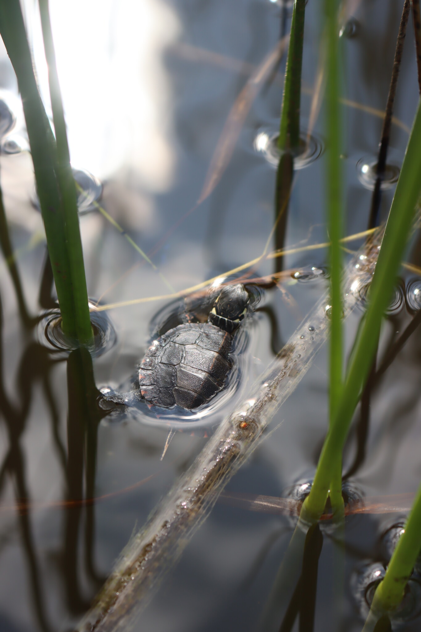 Eastern Painted Turtle