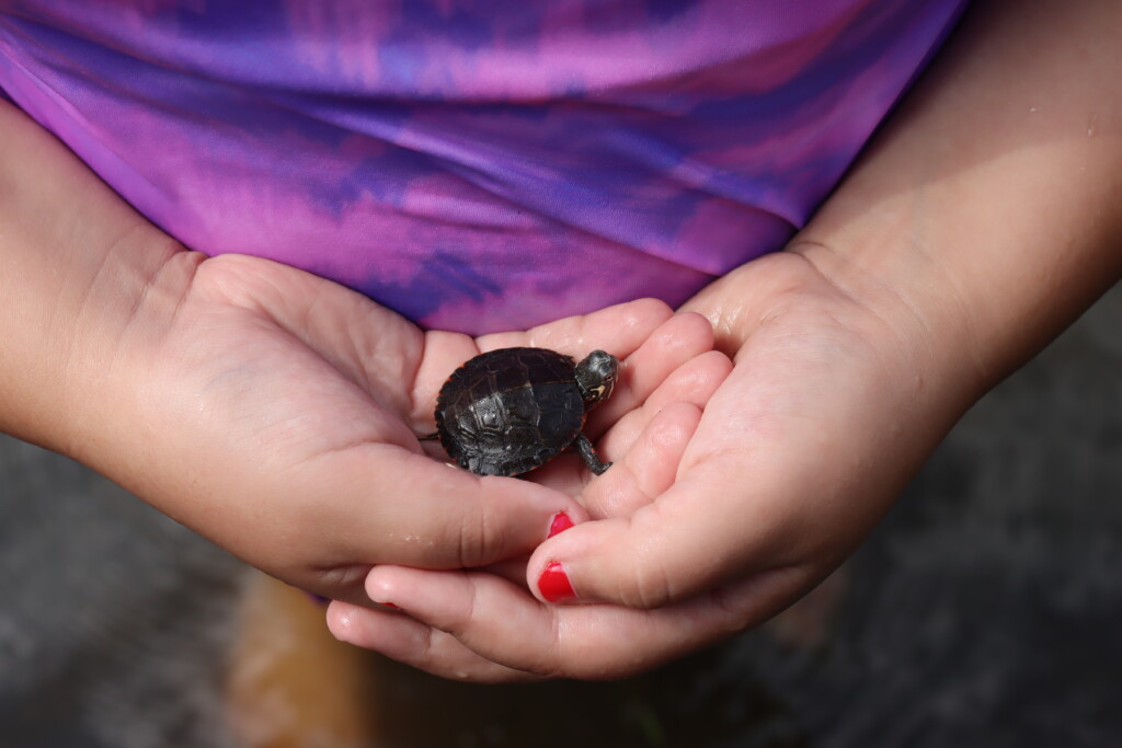 Eastern Painted Turtle