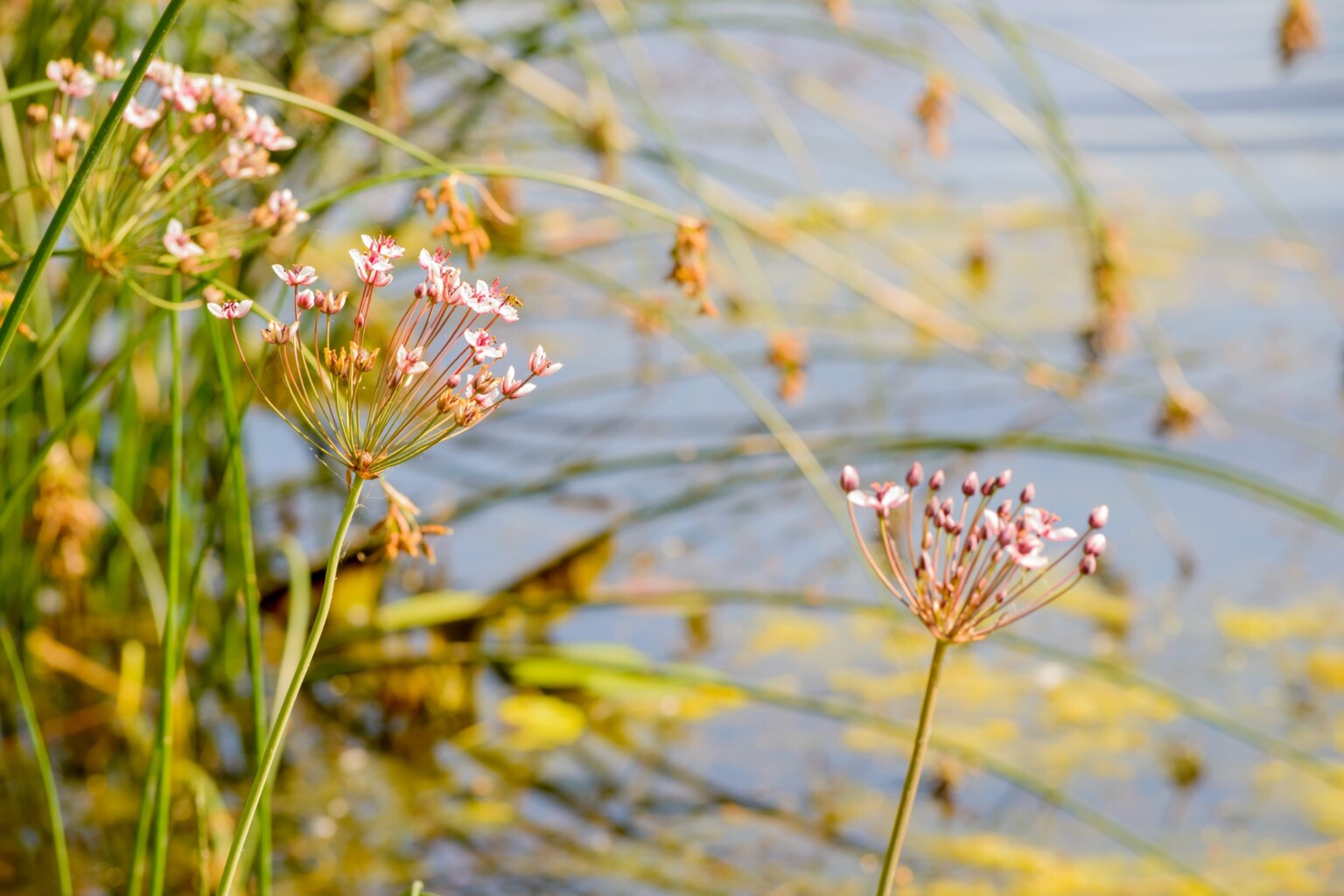 Flowering Rush (Butomus umbellatus)