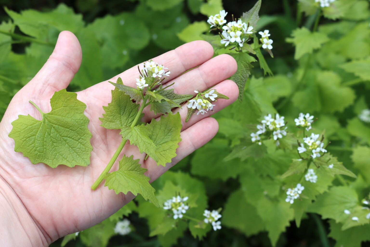 Harvesting Garlic Mustard