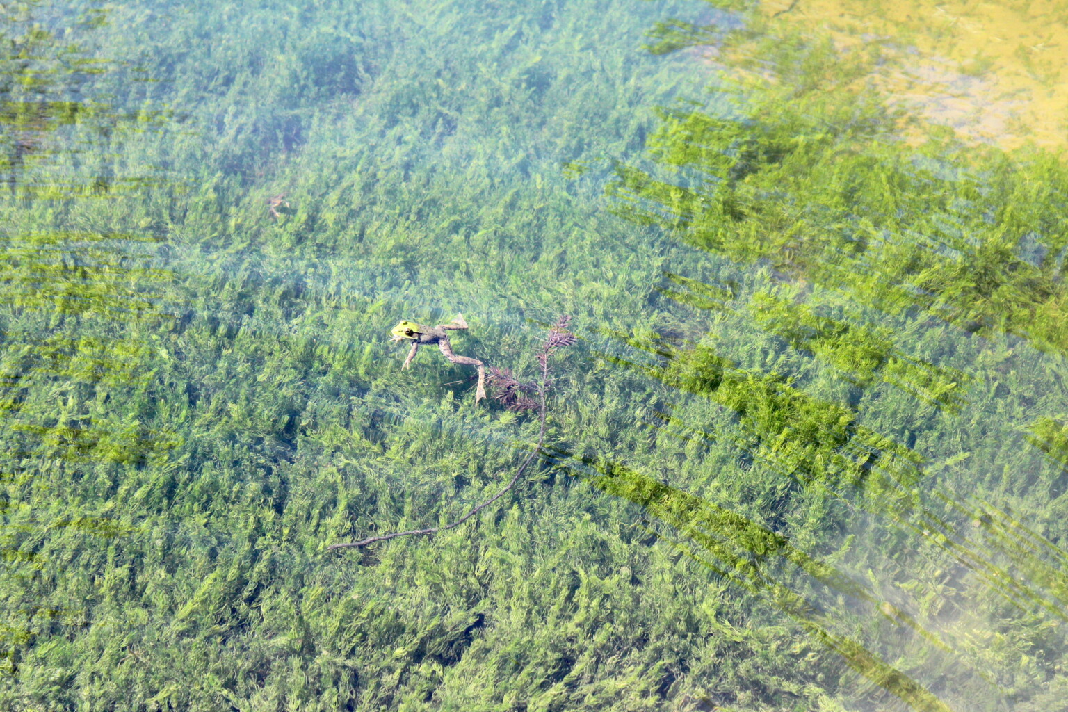 Frog in Pond