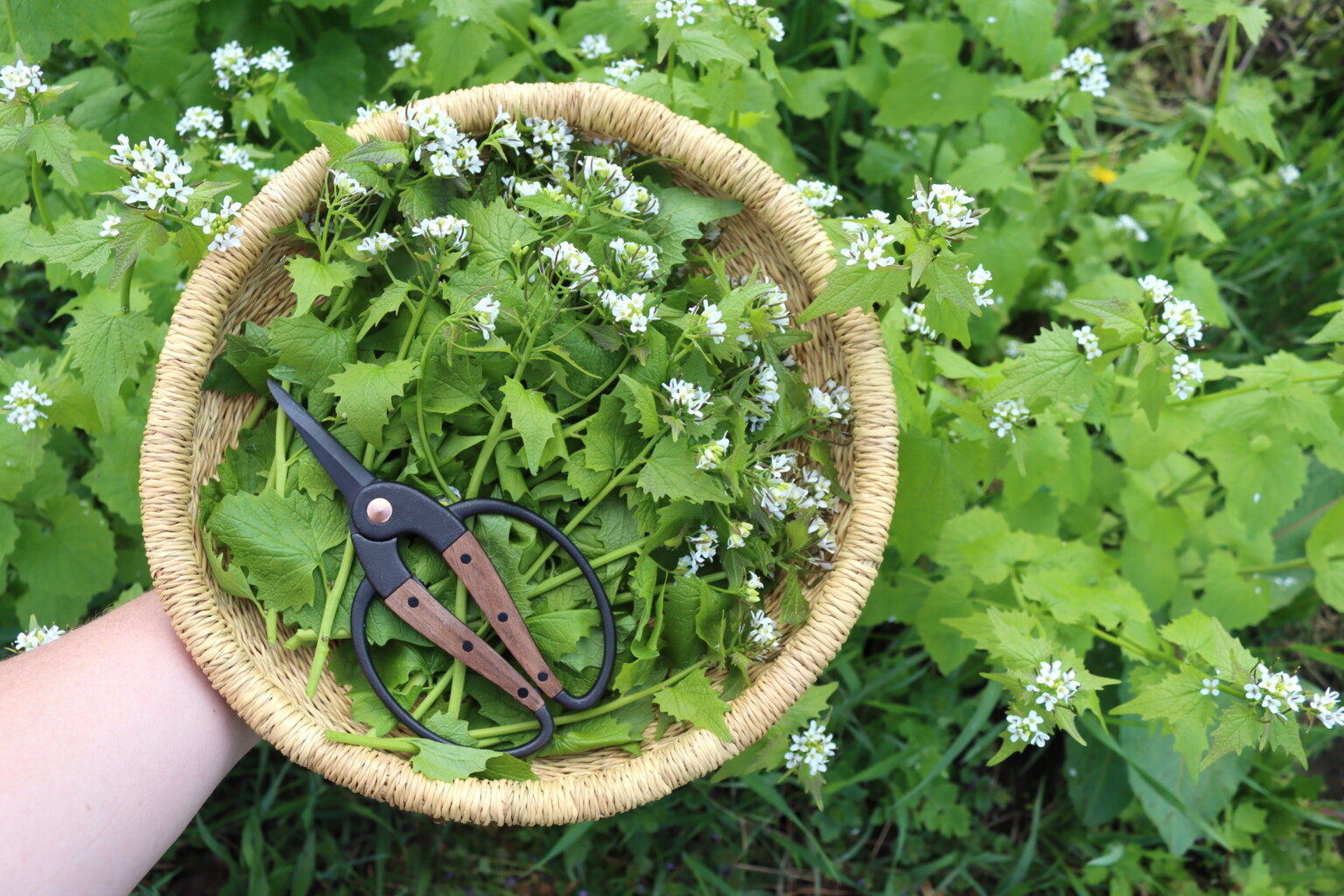 Garlic Mustard Plant