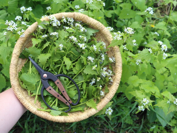 Garlic Mustard Plant
