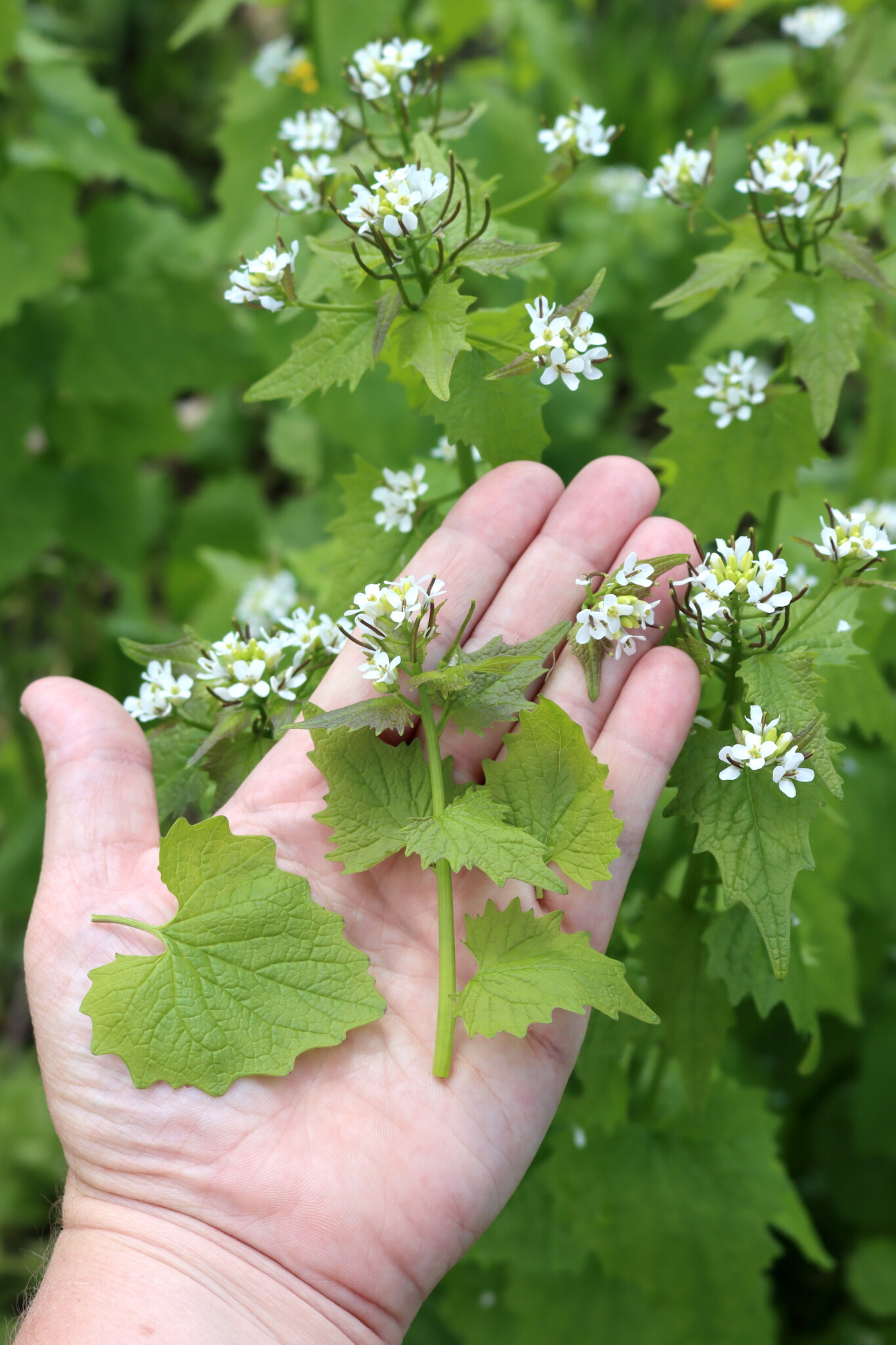 Garlic Mustard plant