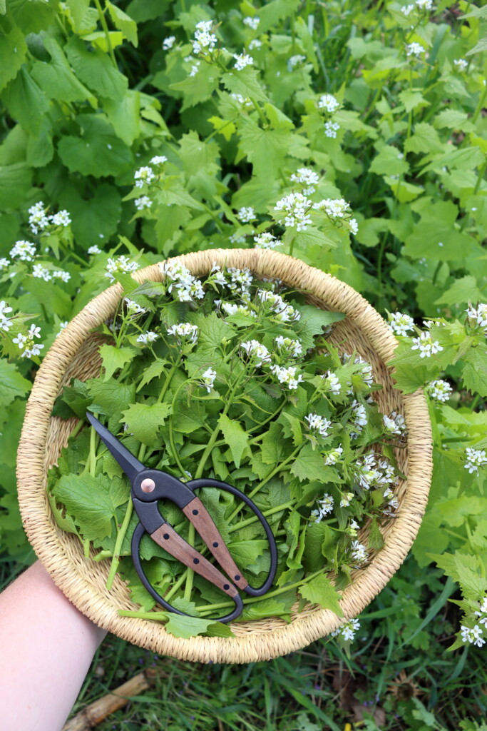 Garlic Mustard Uses