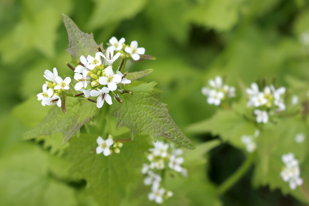 Garlic Mustard flower