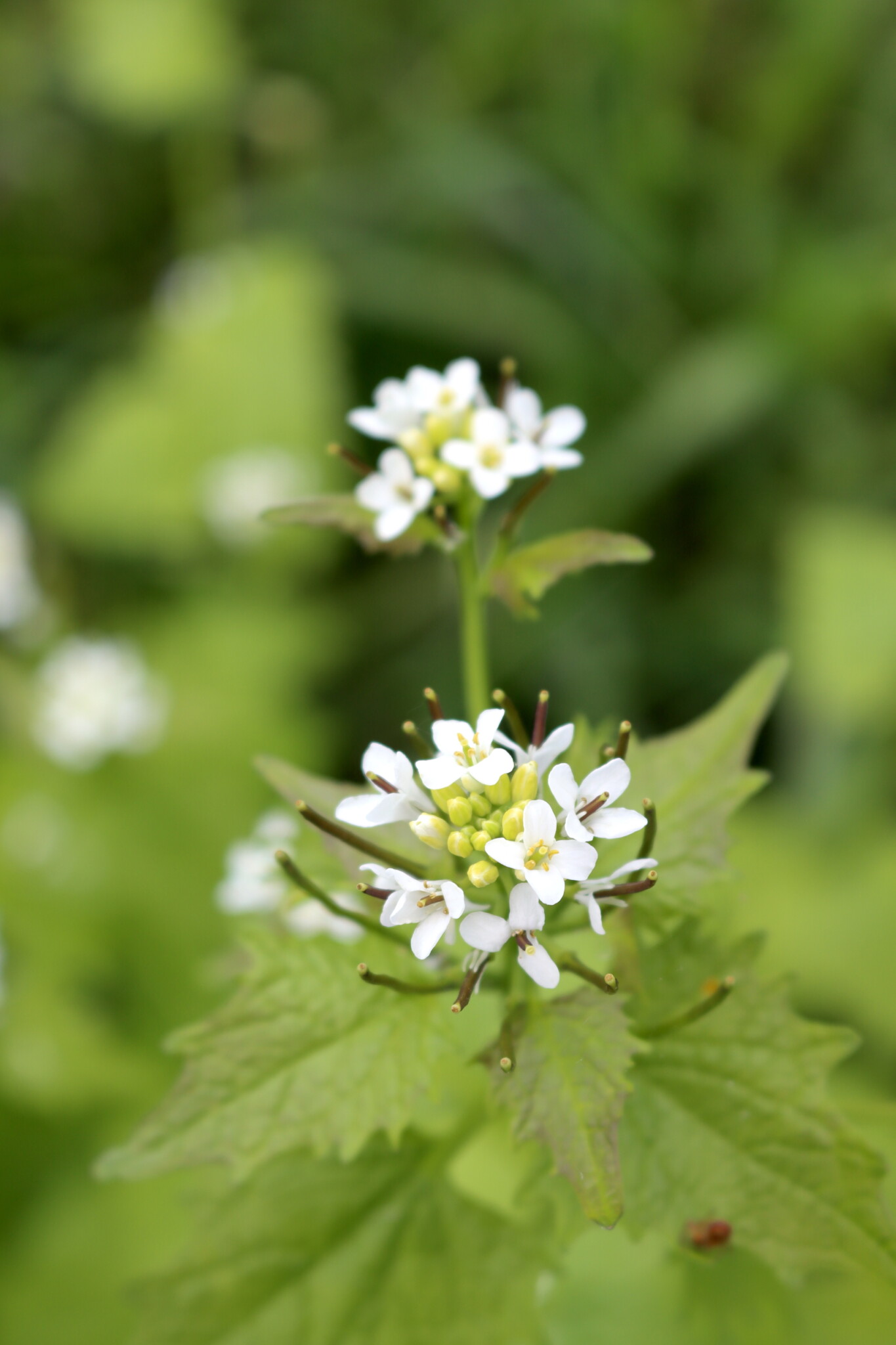 Garlic Mustard flower