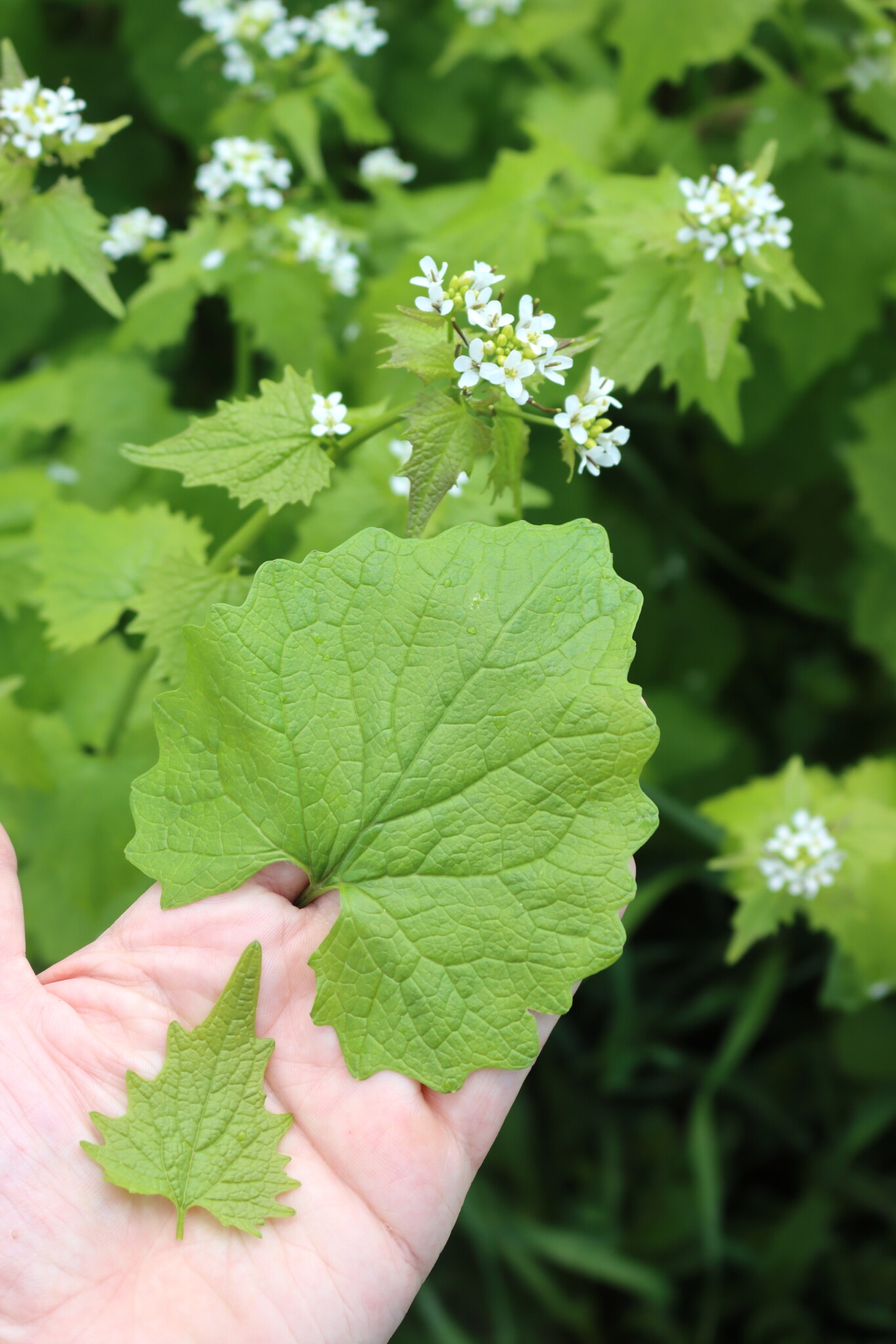 Garlic Mustard leaf