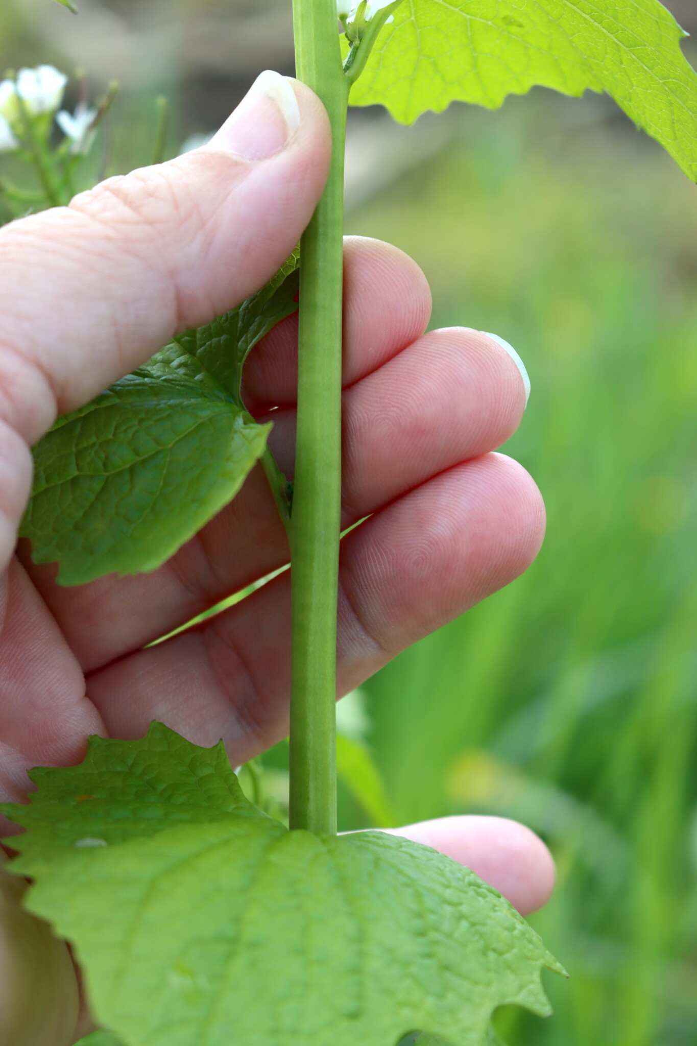 Garlic Mustard stem
