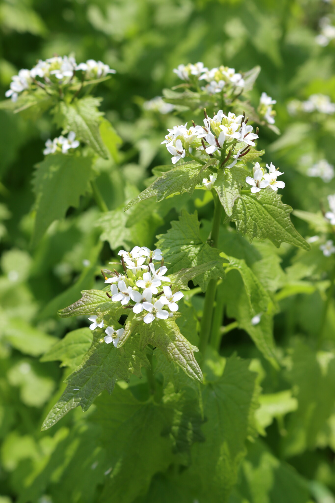 Harvesting Garlic Mustard