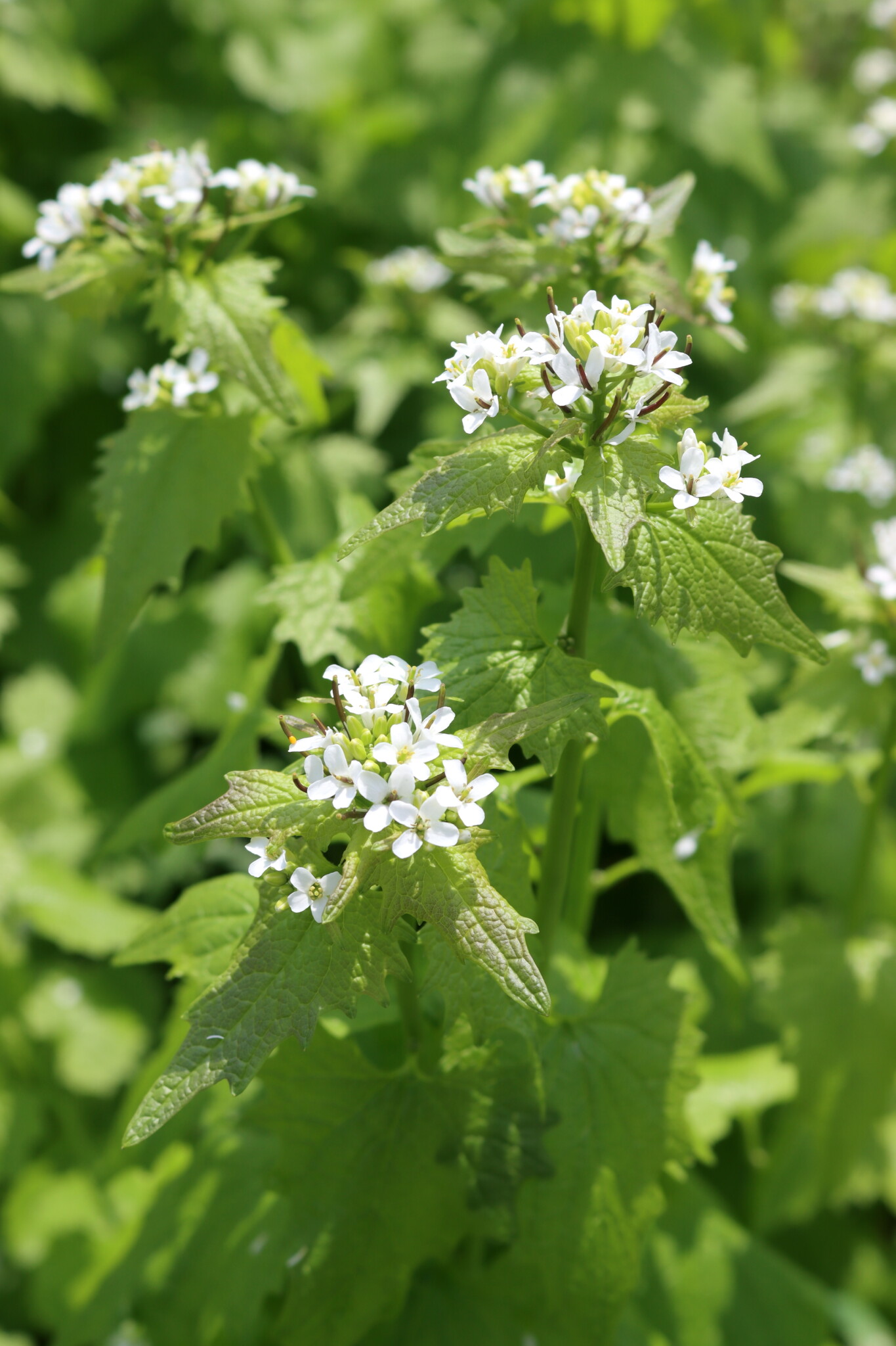 Garlic Mustard Plant Uses