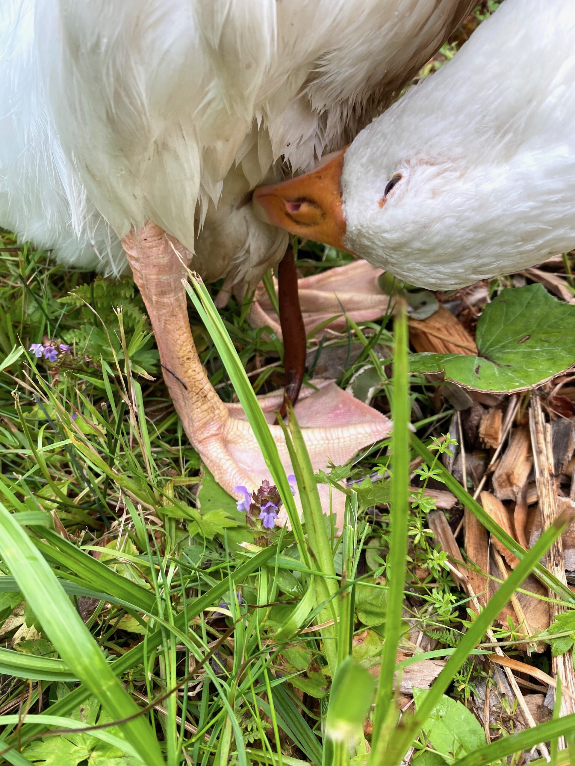 Goose Leech