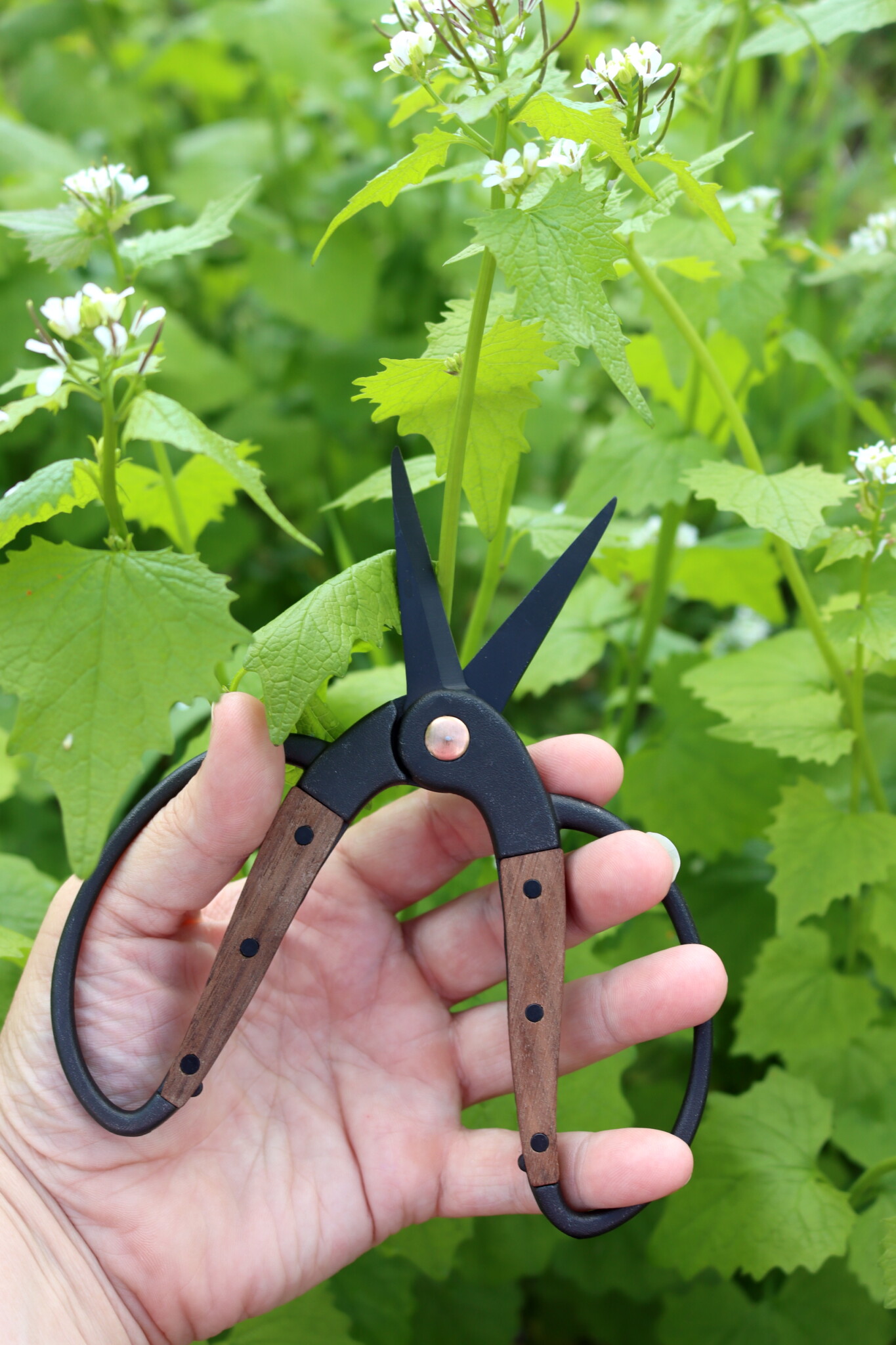 Harvesting Garlic Mustard
