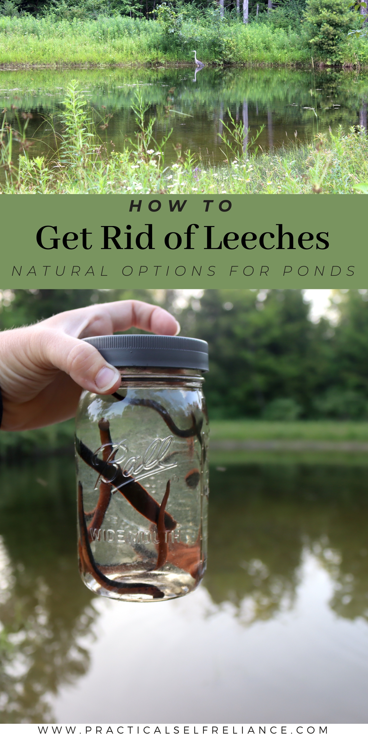 How to Get Rid of Leeches