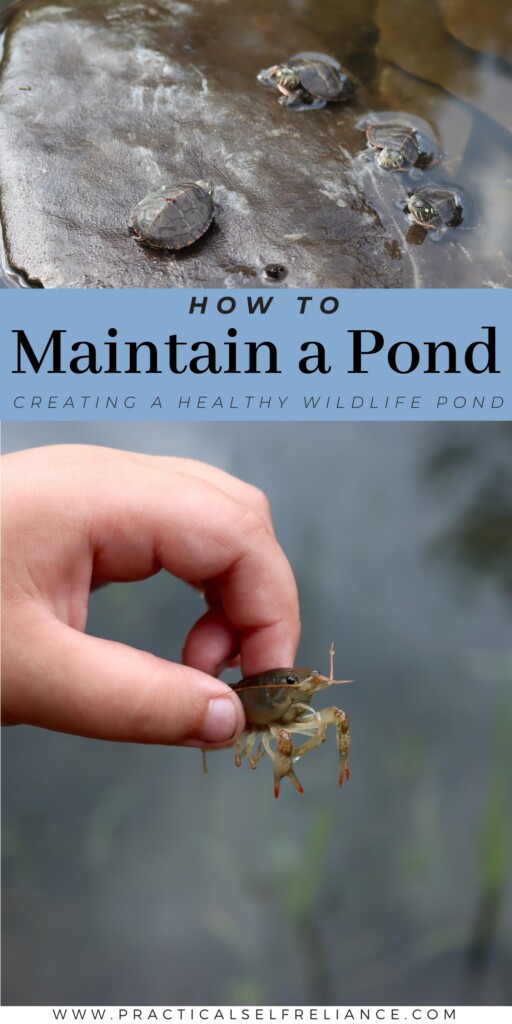 How to Maintain a Pond