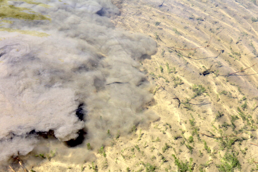 Leech in Muck