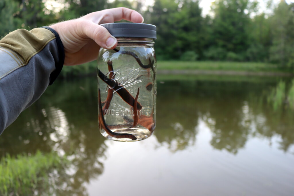 Getting Leeches Out of a Pond
