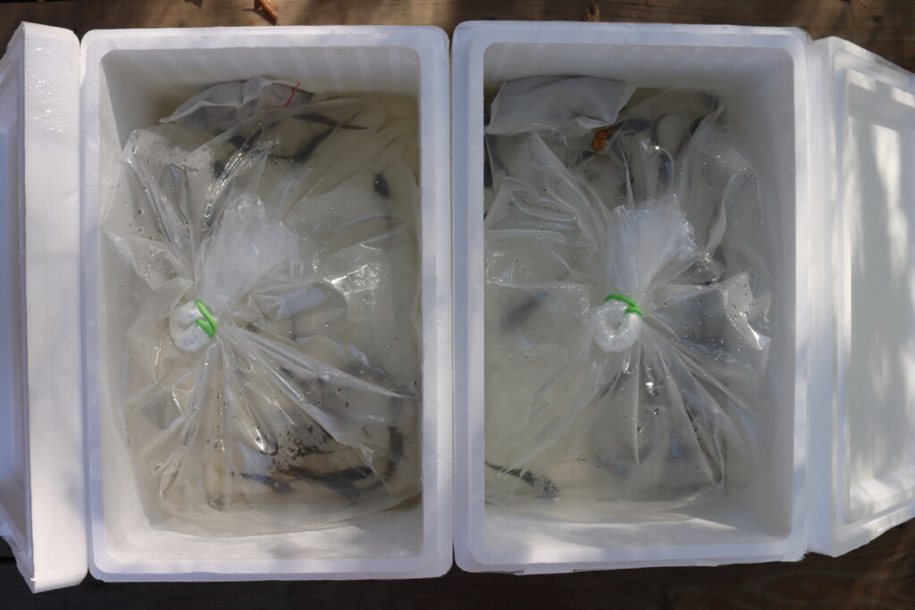 Mail Order Fish