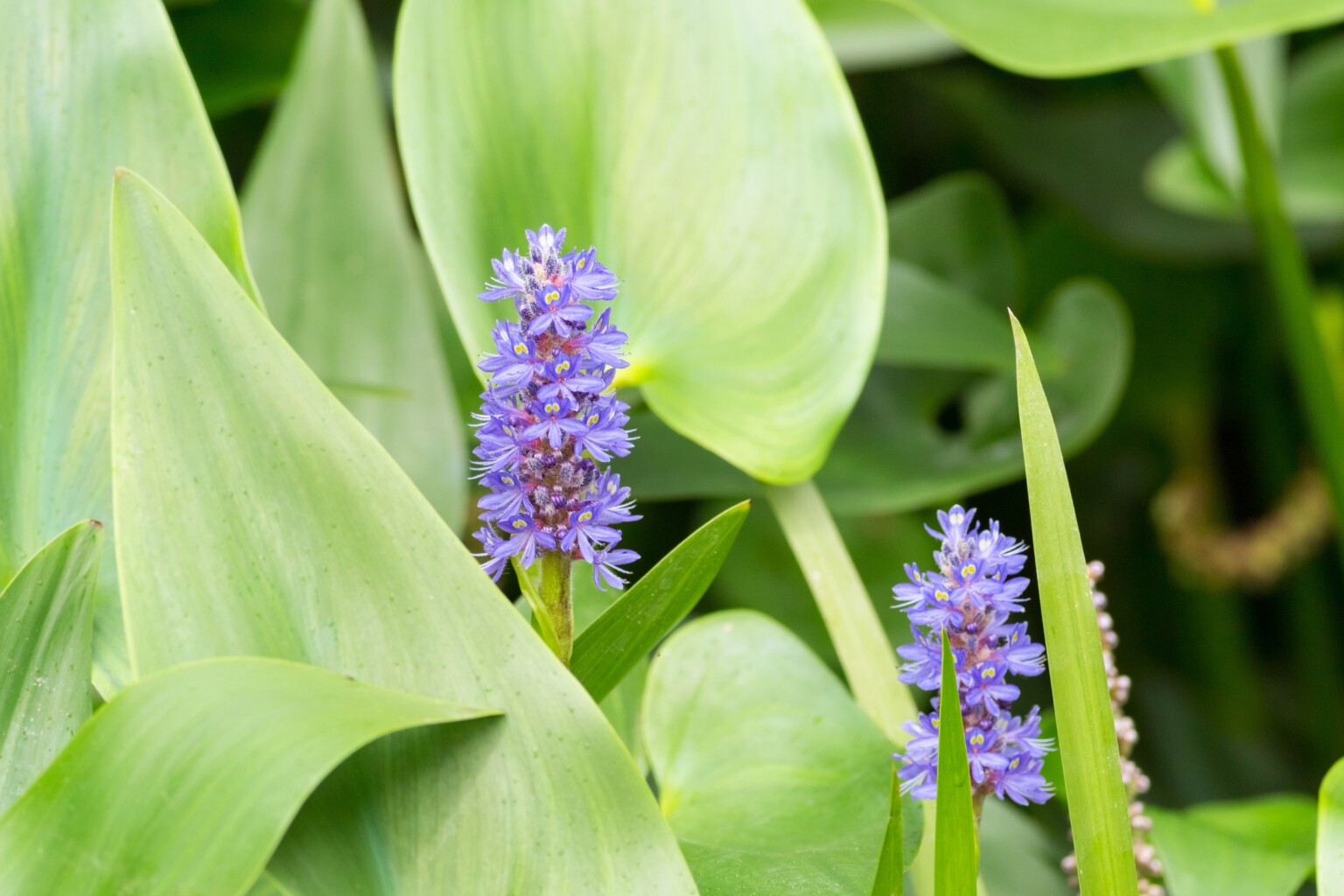 Pickerelweed