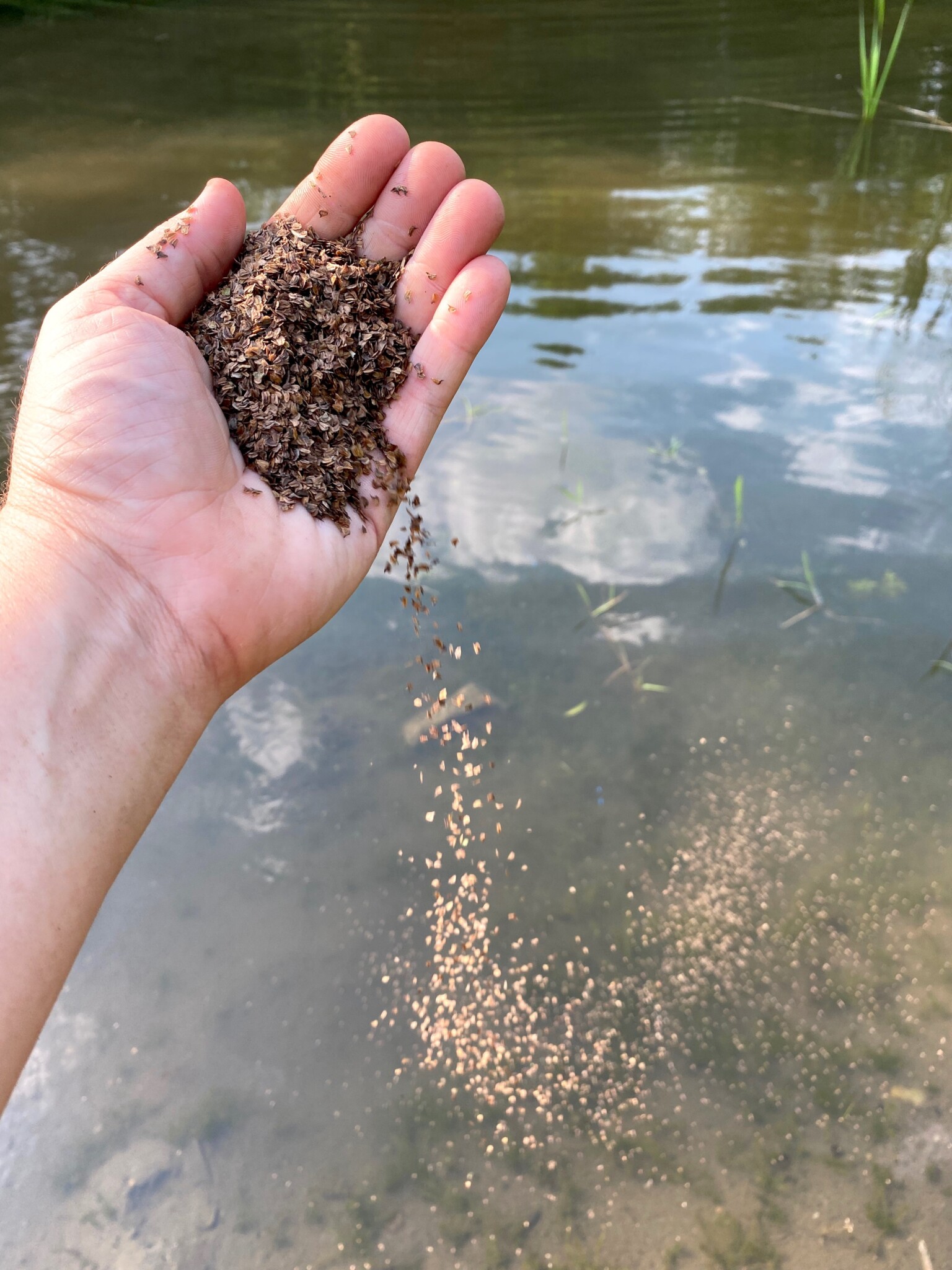 Planting Arrowhead Seed