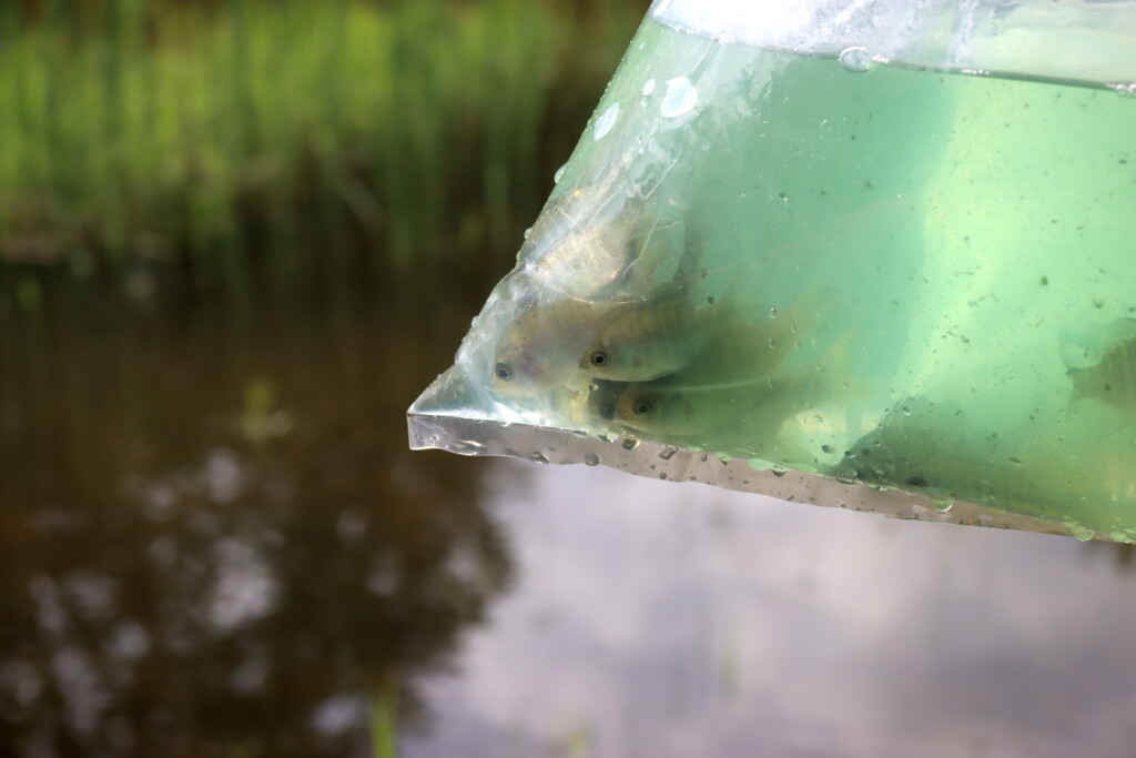 Pond Bluegill