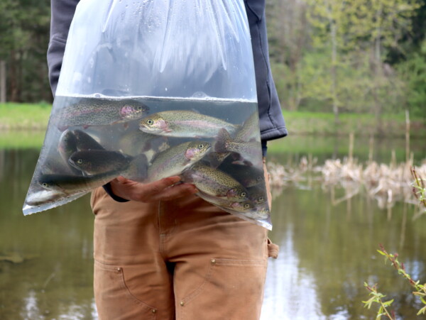 Pond Trout
