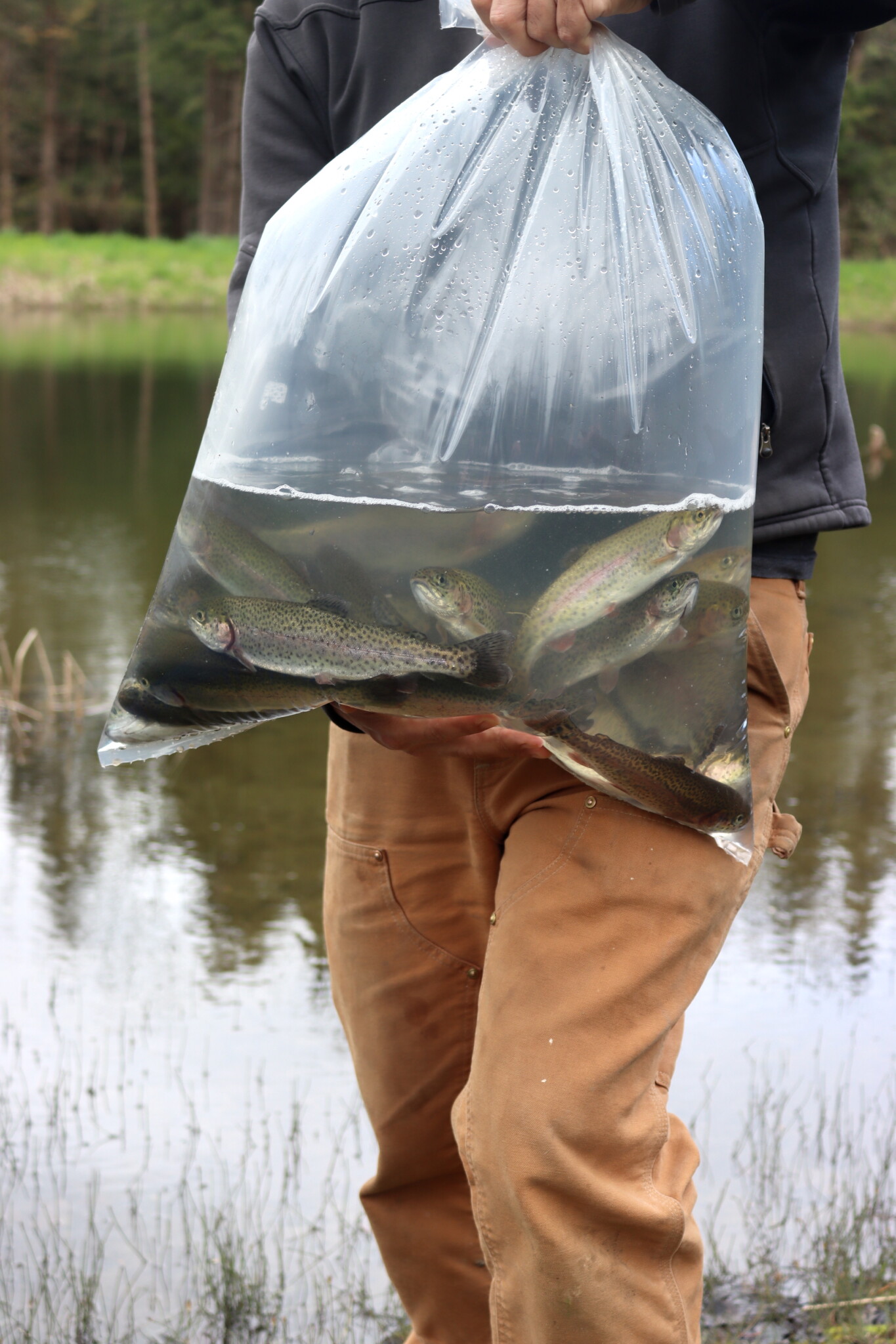 Stocking Trout in a Pond
