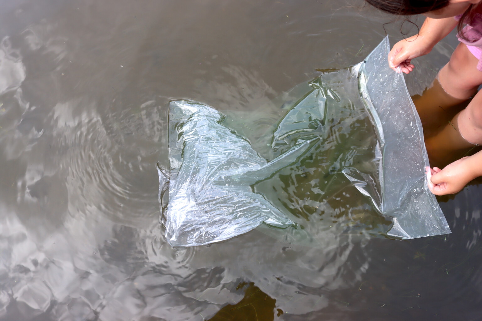Gently releasing fish into a shallow area of the pond.