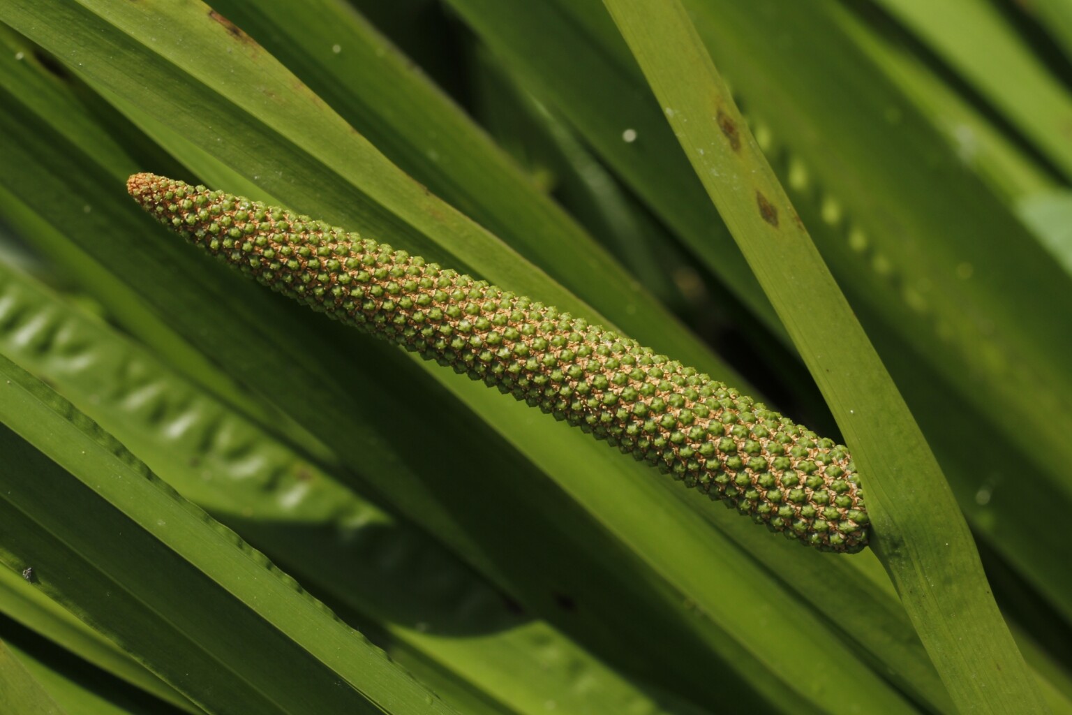 Sweet Flag (Acorus calamus)
