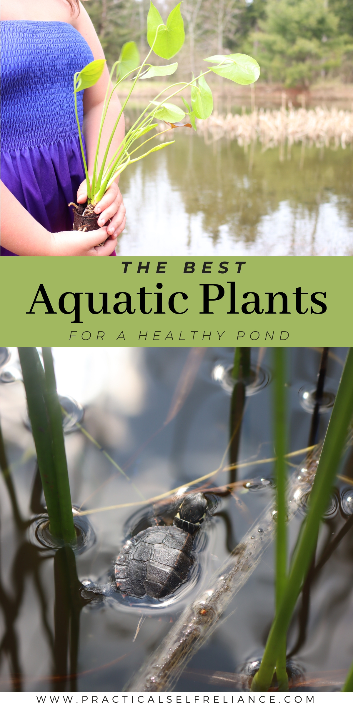 The Best Aquatic Plants