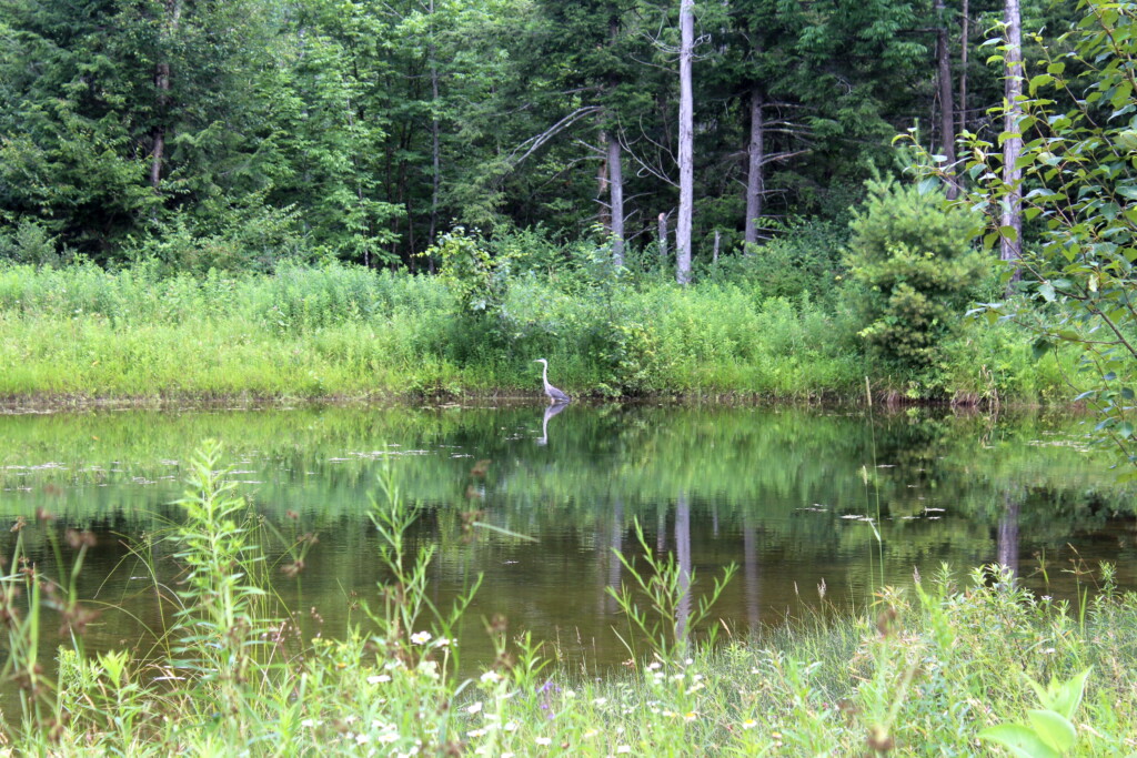 Vermont Pond