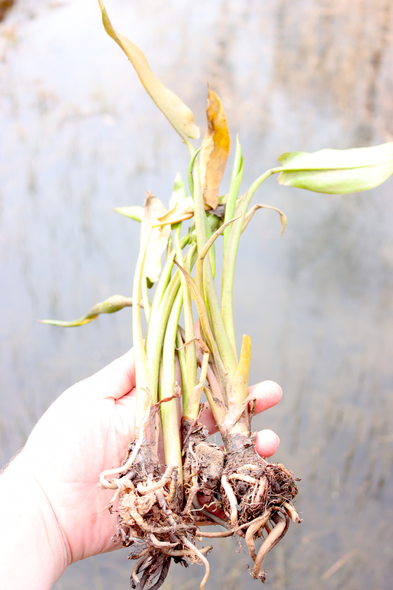 Water Arum Transplants